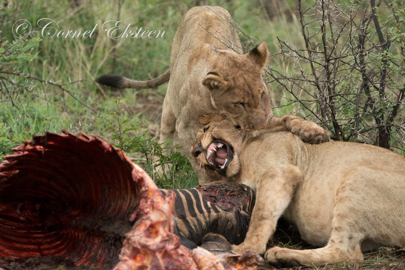 Impodimo Game Lodge Madikwe Wildreservaat Buitenkant foto