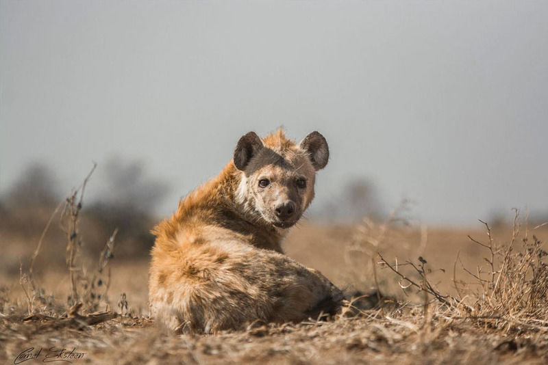 Impodimo Game Lodge Madikwe Wildreservaat Buitenkant foto