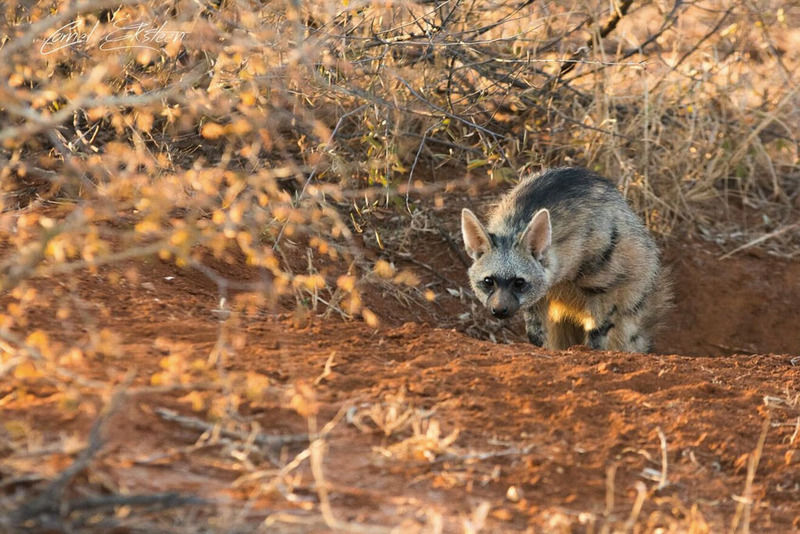 Impodimo Game Lodge Madikwe Wildreservaat Buitenkant foto