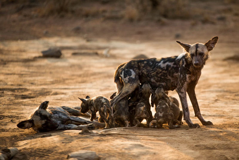 Impodimo Game Lodge Madikwe Wildreservaat Buitenkant foto