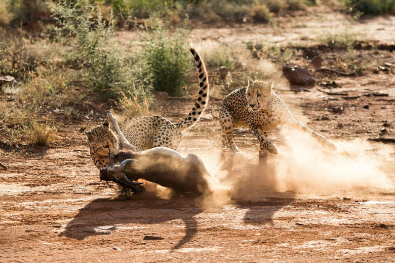 Impodimo Game Lodge Madikwe Wildreservaat Buitenkant foto