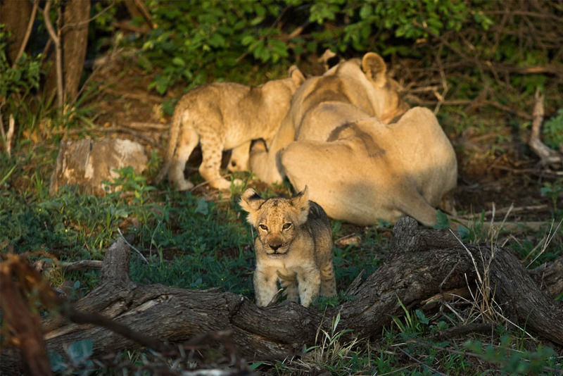 Impodimo Game Lodge Madikwe Wildreservaat Buitenkant foto
