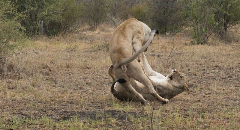 Impodimo Game Lodge Madikwe Wildreservaat Buitenkant foto