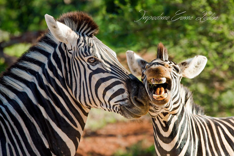 Impodimo Game Lodge Madikwe Wildreservaat Buitenkant foto