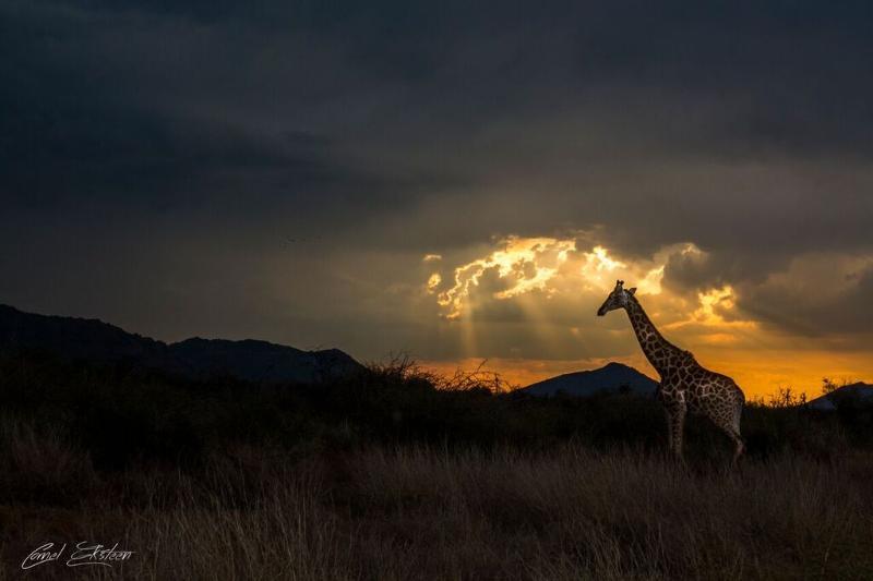 Impodimo Game Lodge Madikwe Wildreservaat Buitenkant foto